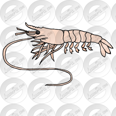 Shrimp
