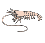 Shrimp