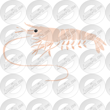 Shrimp
