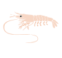 Shrimp