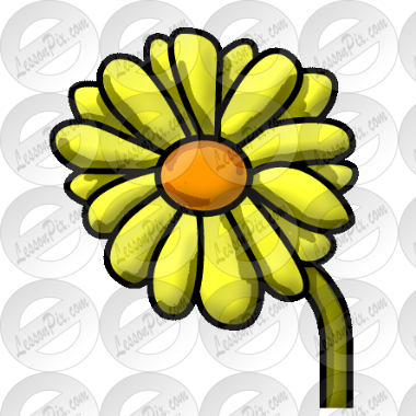 Daisy