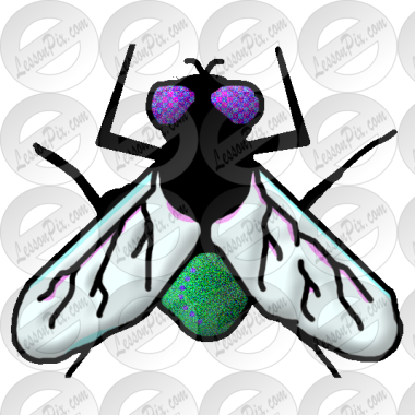 Fly