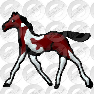 Foal