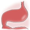 stomach