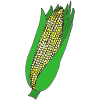 Corn Picture