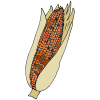 Corn Picture