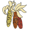 Corn