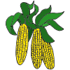 Corn