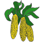 Corn