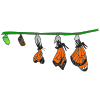 Butterfly Emerge