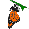 Butterfly Emerge