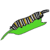 Caterpillar Picture