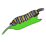 Caterpillar
