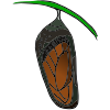 Chrysalis Picture