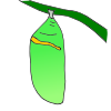 Chrysalis Picture