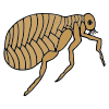 flea Picture