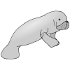 Manatee Picture