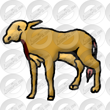 Calf