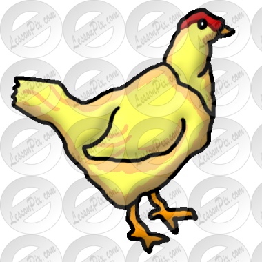 Chicken