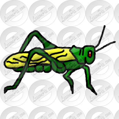 Grasshopper