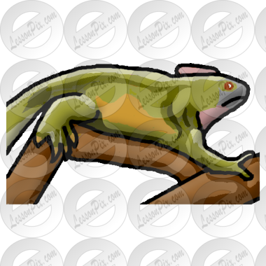 Iguana