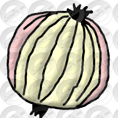 Onion Picture