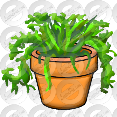 Plant Picture