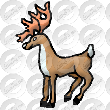 Reindeer