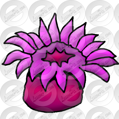 Sea Anemone
