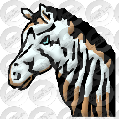 Zebra