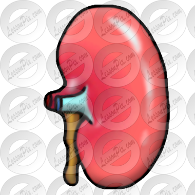 Kidney