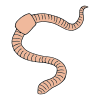 Earthworm Picture