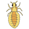 Lice  Picture