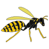 Wasp