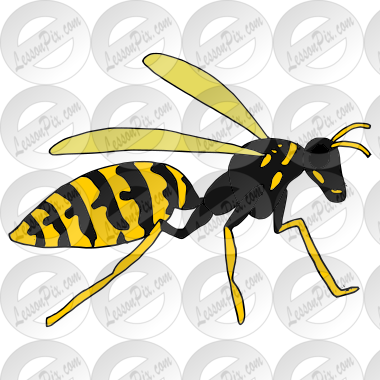 Wasp