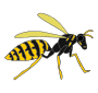 Wasp