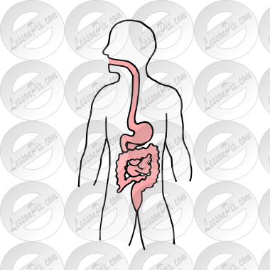 Digestive System Picture