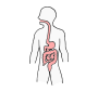 Digestive System