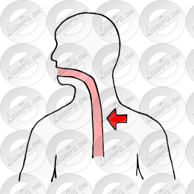 Esophagus Picture