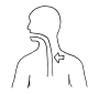 Esophagus Outline