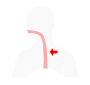 Esophagus Stencil