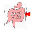 Large Intestines Picture