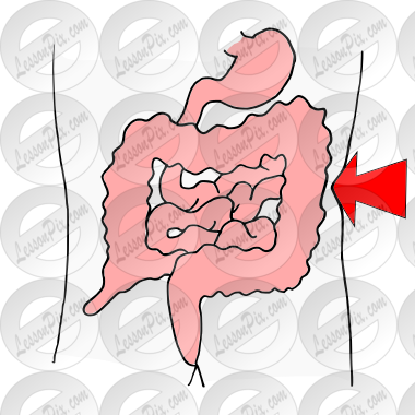 Large Intestines