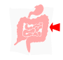 Large Intestines
