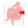 Small Intestines