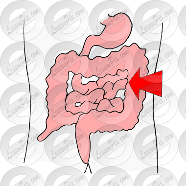 Small Intestines Picture