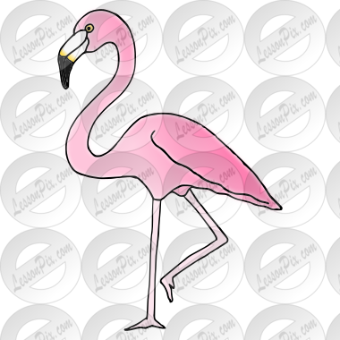 Flamingo Picture