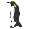 Penguin Picture