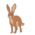 Hare
