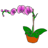 Orchid